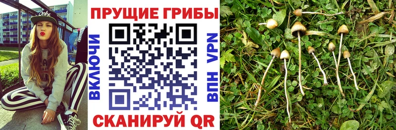 купить наркоту  Нолинск  Галлюциногенные грибы мухоморы 